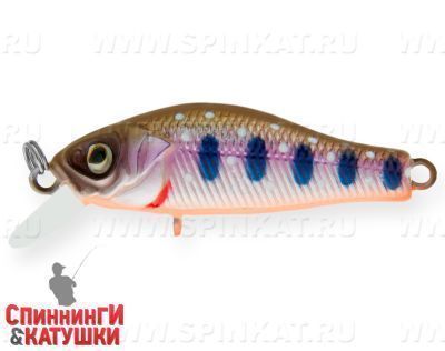 Arctic Char (EG-125E-SP#A142-264)