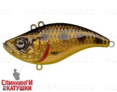 Spotted Bullhead (EG-128B#JV009F)