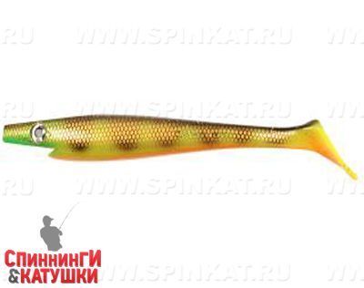 Orange Belly Perch (SP-172A#C039)