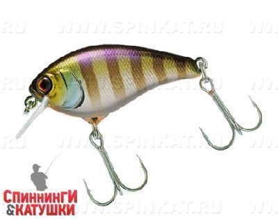Blue Gill