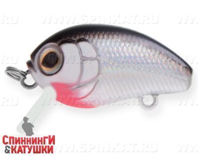 Black Back Silver (EG-036F#A010-EP)