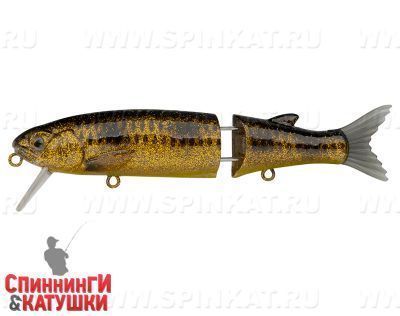 Spotted Bullhead (EG-157-SP#JV009F)
