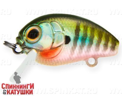 Bluegill (EG-036F#630V)