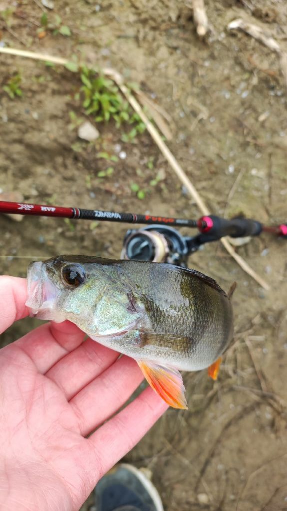 окунь пойманный на Daiwa Fuego UL 602ULFS-ST
