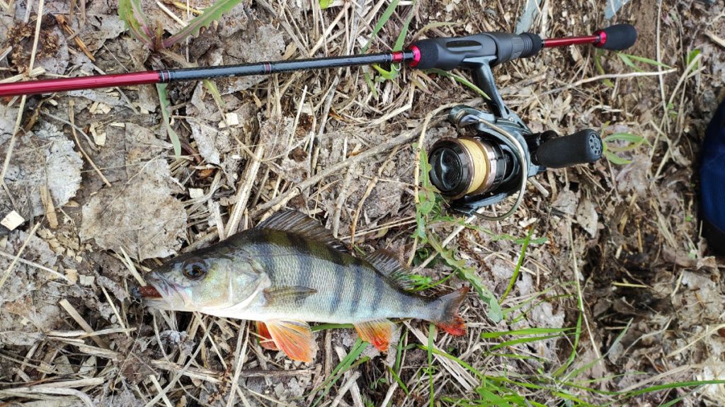 окунь, пойманный на на спиннинг Daiwa Fuego UL 602ULFS-ST
