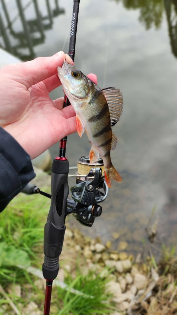 окунь, пойманный на Daiwa Fuego UL 602ULFS-ST