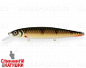 Golden Perch (EG-191-SP#C382F)