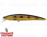 Spotted Bullhead (JL-092-SP#JV009F)