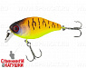 Tropical mat tiger