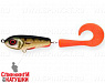 Golden Perch (EG-175#C382F)