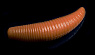 цв. 36