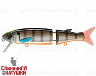 Minke Whale (EG-157A-SP#201-264)