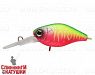Watermelon Mat Tiger (EG-168XL#A230S)