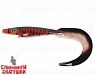 Burbot (SP-172K#147)