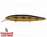 Spotted Bullhead (EG-191-SP#JV009F)