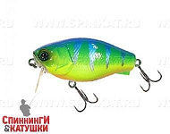 Blue Back Tiger