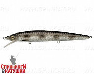 Silver Spotted Bullhead (EG-033F#A249F-3D)