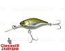 Hl Shad