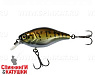 Bass Coach