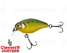 Bass Coach
