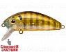 Broun Gill Transparent (MG-002F#A68G)