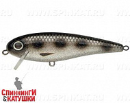 Silver Spotted Bullhead (EG-205#A249F-3D)