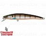Minke Whale (JL-092-SP#201-264)