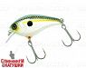 Ss shad