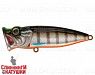 Minke Whale (SH-002C#201-264)