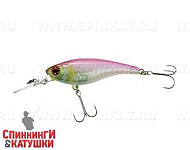 Cotton shad
