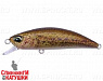 #CCCZ214 RP Loach
