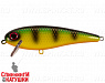 Orange Belly Perch (EG-205#JV003)