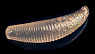 цв. 315