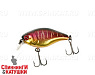 Spawning Tiger