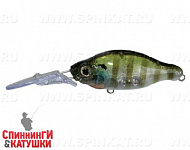 #05 Rainbow Gill
